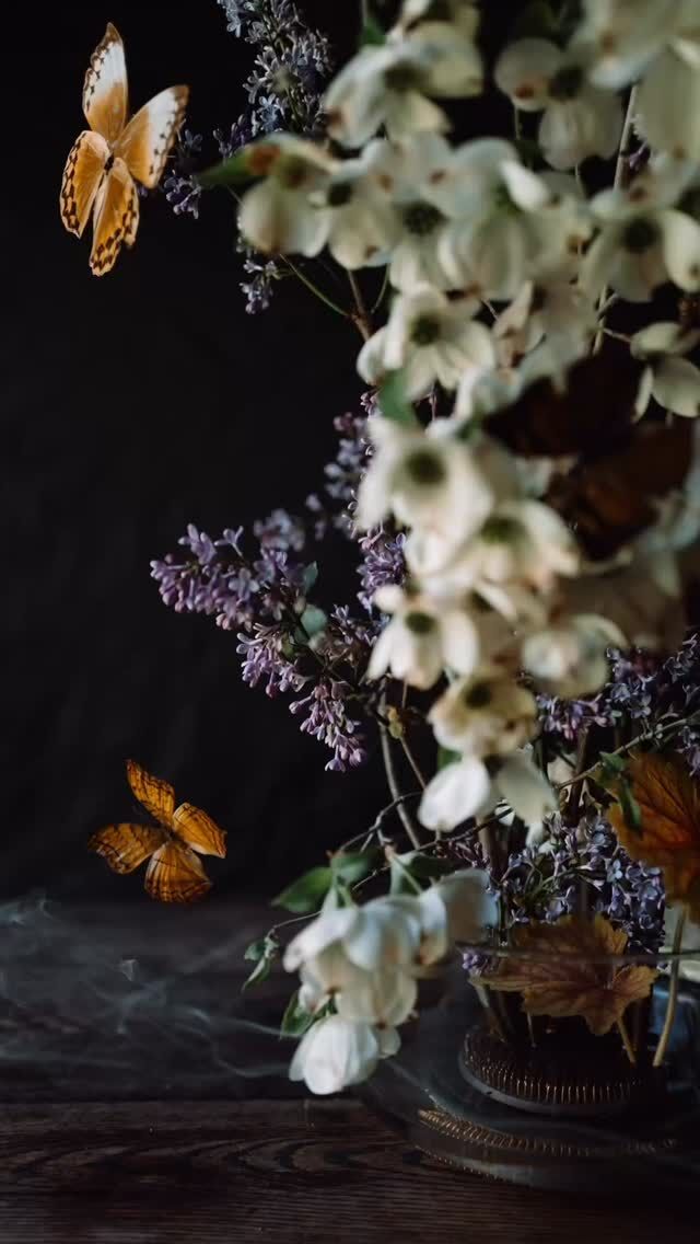 🦋

PC @jillianmcgrath 

#butterflies #spring #dogwood #springflowers