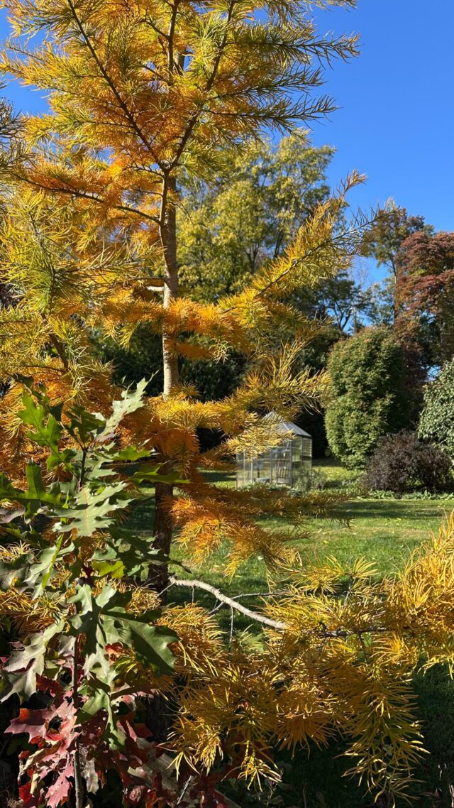 Some florists use salal and plumosa…….

We use our own harvest from what Ive intentionally planted over the years.
Including wacking massive redwood and viburnum stems for arbor installations.
(Also, my sound disappeared. 100% not tech savy!)

#foliage #localflowers #lancasterflorist #fingetlakesflorist