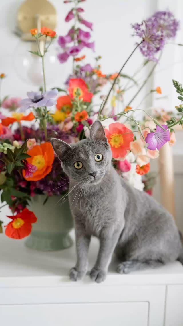 Made birthday flowers for the cats. 

Um…… I mean @alyssabuntonphoto . 

#happybirthday #cat #catsofinstagram #localflowers