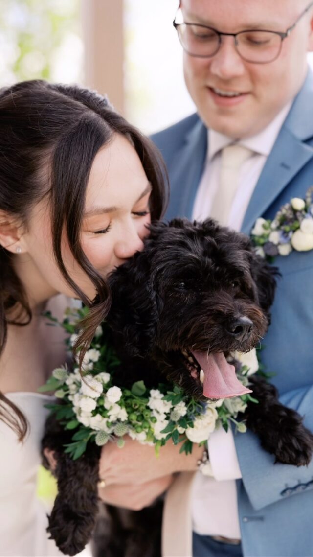 Can’t let #nationaldogday go by without sharing this good boy!
Dogs at weddings? Yes please!

@ashleezimmermanphotography @misslyssplanning @westwyndgardens 

#floraldogcollar